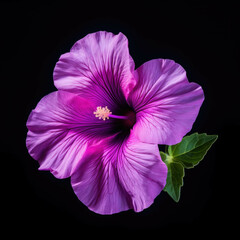 Naklejka premium Petunia Flower, isolated on black background