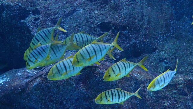 School of yellow striped fish gnathanodon speciosus golden trevally carangidae floating in the depths