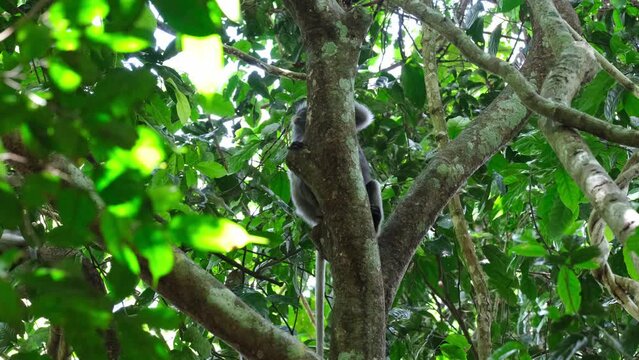 Seen behind the trunk of the tree looking up and around ready to move when frightened, Spectacled Leaf Monkey Trachypithecus obscurus, Thailand