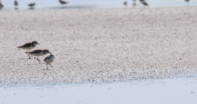 Seen running to the right on the salt pan hardened mudflat, Spoon-billed Sandpiper Calidris pygmaea, Thailand