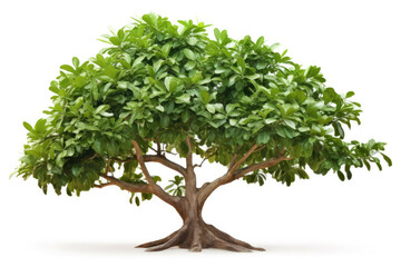 A ficus tree with its broad leaves and thick trunk, standing in a bright garden, isolated on white background