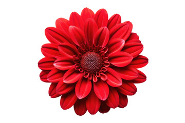 Beauty of Red Flower Isolated On Transparent Background