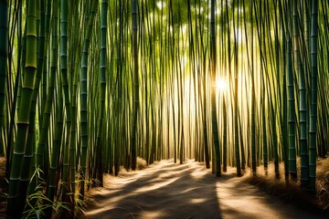 A dense bamboo grove with sunlight filtering through the tall stalks, creating a serene and peaceful atmosphere.