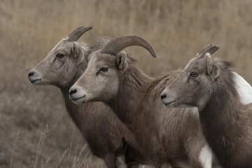 Three big horn sheep standing side by side in profile in the rugged terrain of Eureka, Montana