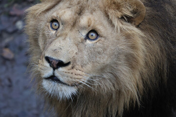 Close-up portrait of a powerful male African lion facing the camera