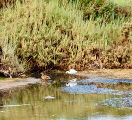 An egret, a duck and a sandpiper walking in the clear water