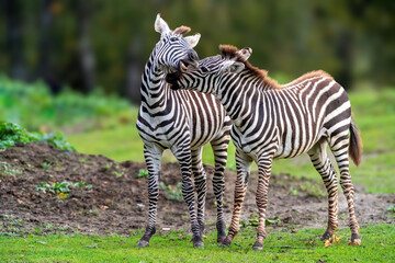 Fototapeta na wymiar Two zebras standing close together in a field with trees in the background.