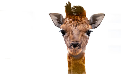 Portrait of a giraffe calf isolated on a white background