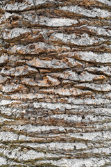 the texture of the bark of a palm tree