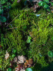 Enchanted Forest Floor: A Mosaic of Green Moss, Autumn Leaves, and Nature's Tranquility
