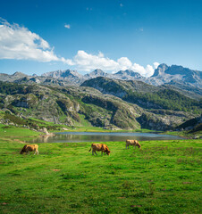 Fototapeta na wymiar Picturesque landscape of Covadonga Lakes in Asturias, Spain with cows grazing in the foreground