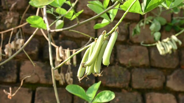 Chipilin plant pod.  Its Other names Crotalaria longirostrata, include&nbsp;chepil and&nbsp;long beak rattlebox.