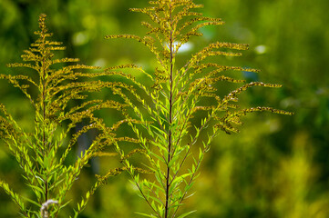 Rośliny leśne paprocie w pięknym oświetleniu słonecznym, kompozycja roślinna trawy łąka. - 702707758