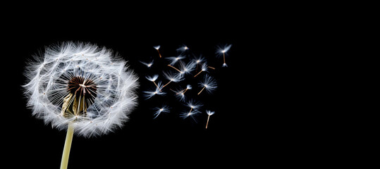 Seeds in flight on a dramatic black background with copy space