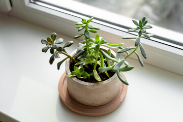 Succulents Planted in a Concrete Pot, Beautiful Houseplants on a Windowsill