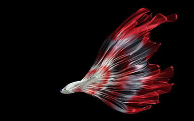 Obraz na płótnie Canvas Siamese fighting fish, red and white with a long, beautiful tail. Black background. Betta splendens. 3D rendering