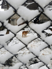 Red yard dog