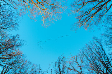 Flock of migratory birds in the blue sky above the bare forest