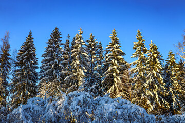 Winter snowy forest against a blue sky on a sunny frosty day