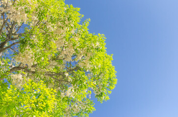White flowers of acacia tree blooming on blue sky background.