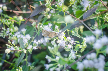 Butterfly on a white flower in the forest