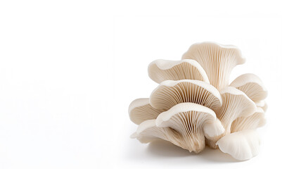 Obraz na płótnie Canvas Oyster mushrooms isolated on white background