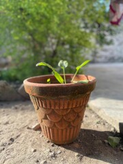 plant in a pot