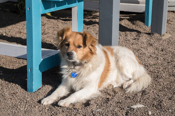 Adorable female mongrel dog closeup on beach sand