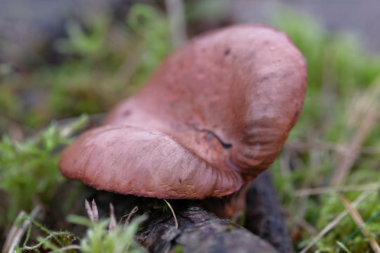 Close-up of a Tawny funnel cap, an orange-brown, funnel shaped mushroom. Lepista flacida or other Lepista sp. or Clitocybe sp. mushroom