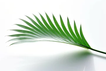  a leaf of palm on a white background free © Michael Böhm