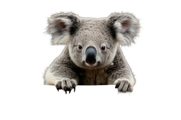A Koala Bear Isolated On Transparent Background