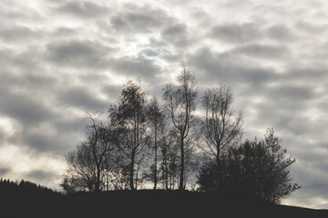 Vista close up delle sagome di alcuni alberi spogli in controluce, su una collina, in autunno, con sullo sfondo un cielo nuvoloso, di mattina