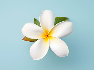 Fototapeta premium Frangipani flower in studio background, single Frangipani flower, Beautiful flower images