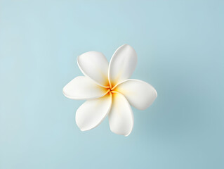 Fototapeta na wymiar Frangipani flower in studio background, single Frangipani flower, Beautiful flower images
