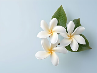 Naklejka na ściany i meble Frangipani flower in studio background, single Frangipani flower, Beautiful flower images