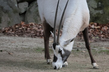 Obraz premium アラビアオリックス