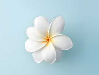Frangipani flower in studio background, single Frangipani flower, Beautiful flower images