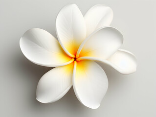 Naklejka premium Frangipani flower in studio background, single Frangipani flower, Beautiful flower images