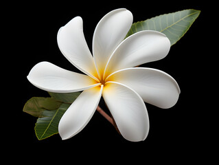 Frangipani flower in studio background, single Frangipani flower, Beautiful flower images