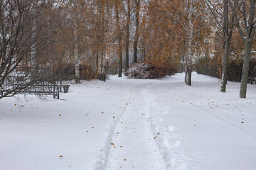 view of a snowy alley between the trees in winter