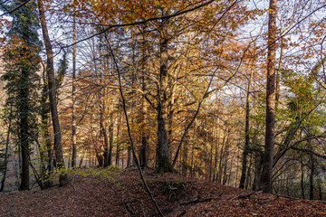 ampia vista panoramica di un bosco collinare con alberi decidui e fogliame dai colori caldi e autunnali, illuminati dal sole pomeridiano, in autunno