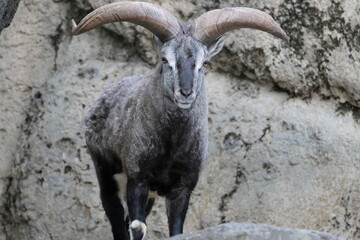 スーチョワンバーラル