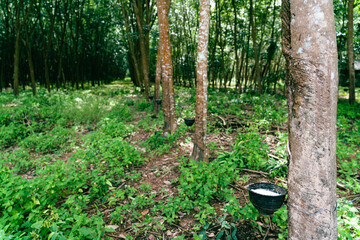 The white latex sap is used to cut the rubber trees of the gardeners..