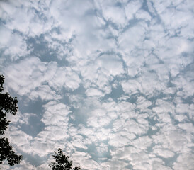 Naklejka na ściany i meble Altocumulus cloud pattern in the sky with trees in the corner of the frame