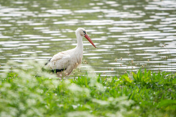 Storch steht im Wasser vor Wiese