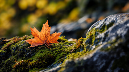 Autumn leaves on the ground. Maple leaf on a rock covered with moss.
