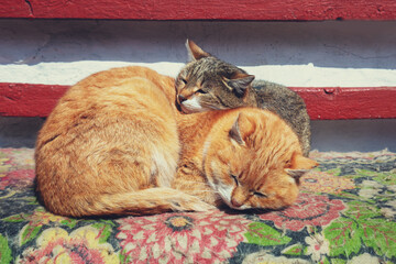 Two sleeping cats. Cats lying on a carpet outdoors