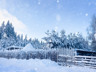 Winter. Coniferous forest. A snow-covered wooden house in the village. Garden. Snowfall. The crowns...