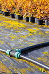 watering system in an outdoor plant nursery.