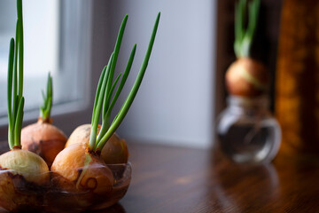 Growing green onions on a windowsill by lowering the bulb into a bottle of water with the roots...
